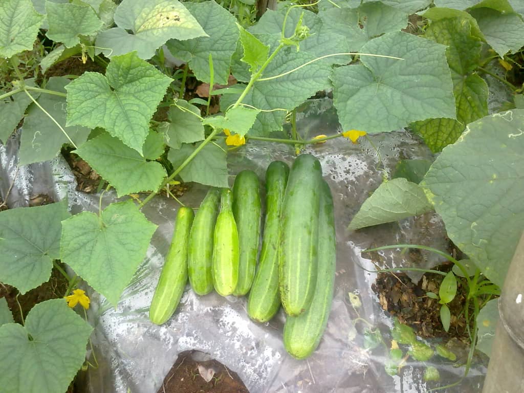 ikeh cucumber