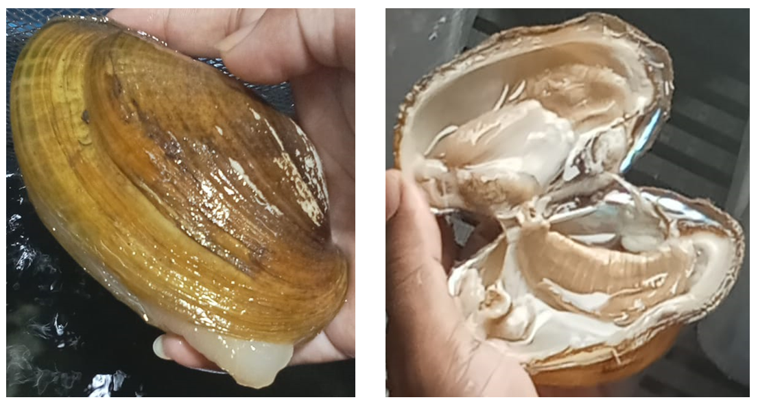kerang