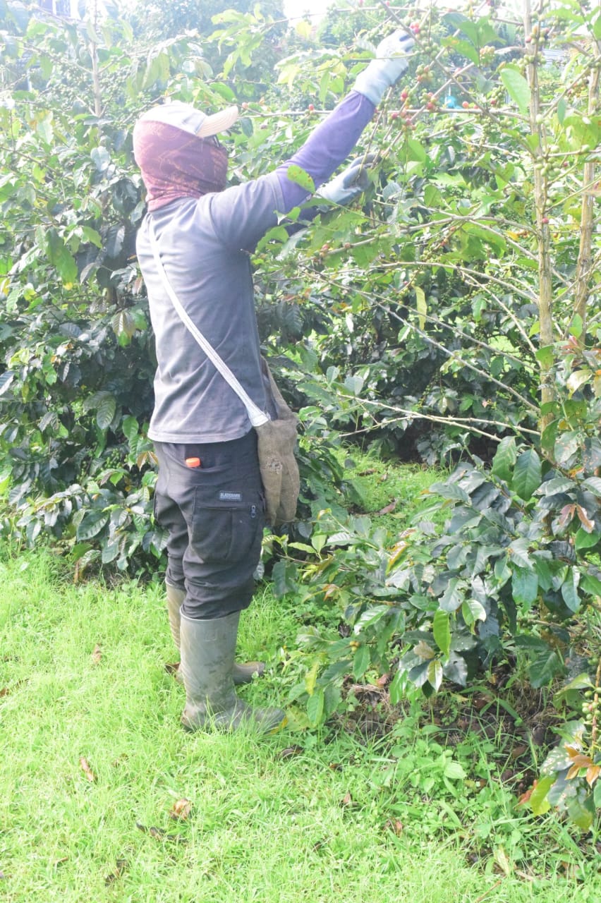 gambar panen kopi